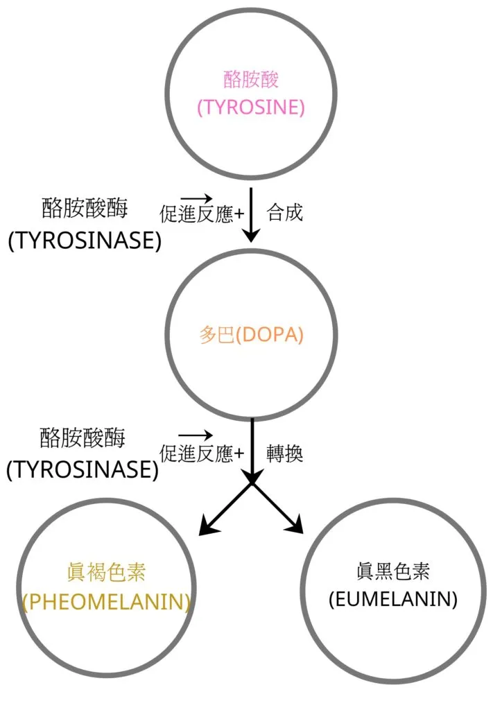 容易形成白髮的原因