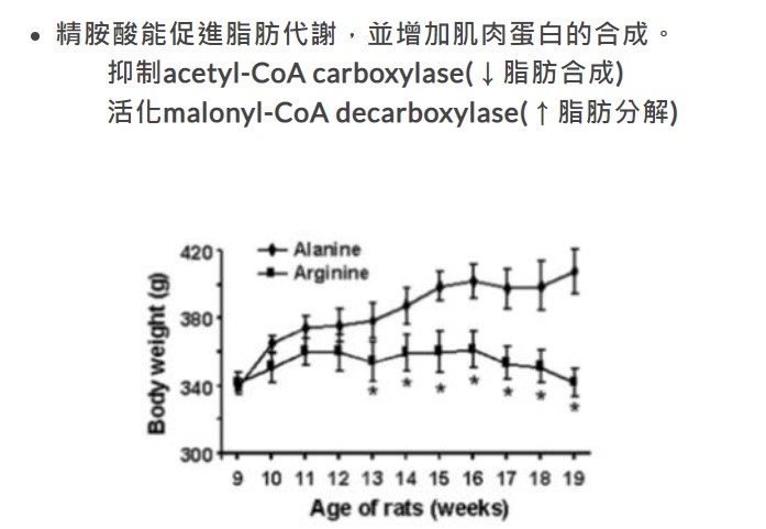 精胺酸可促進脂肪代謝